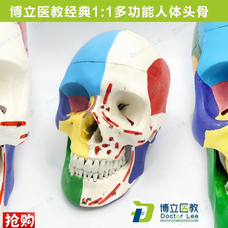 医学艺用人体头骨颅骨模型头骨分区肌肉J模型神经骨科教学正骨骨