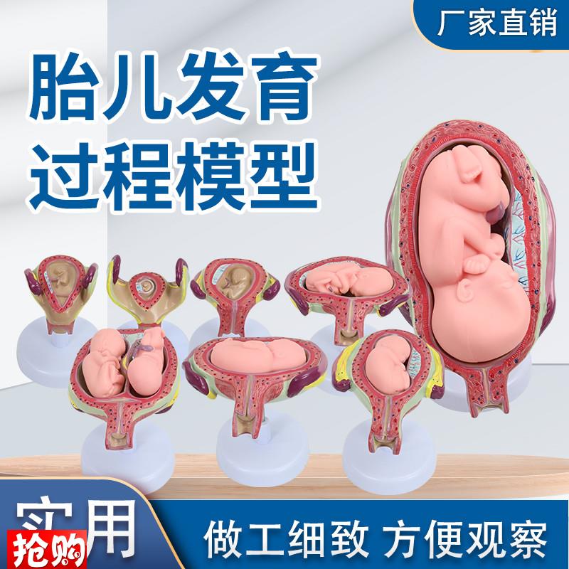 人体胚胎形成胎儿妊娠q发育过程模型妇产科子宫解剖妇幼计生教学