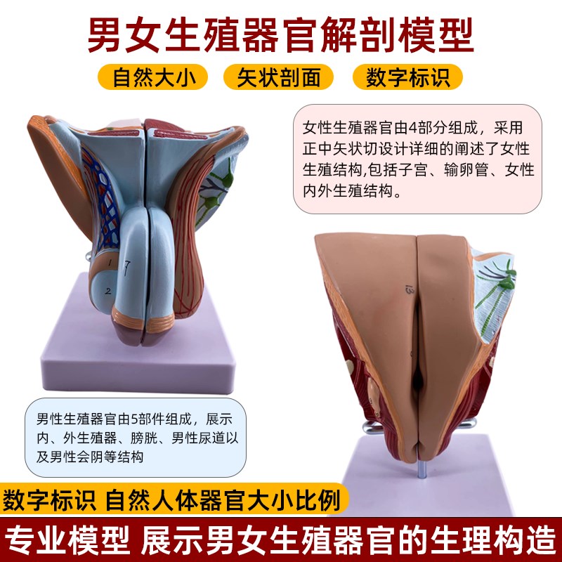 仿真男女生殖器官结构解剖模型泌尿系统可拆装Q五部件会阴构造教