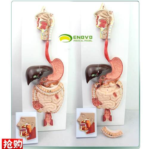 ENOVO颐诺医学人体消化系统模型化道I腺消化内科解剖结构器官教具