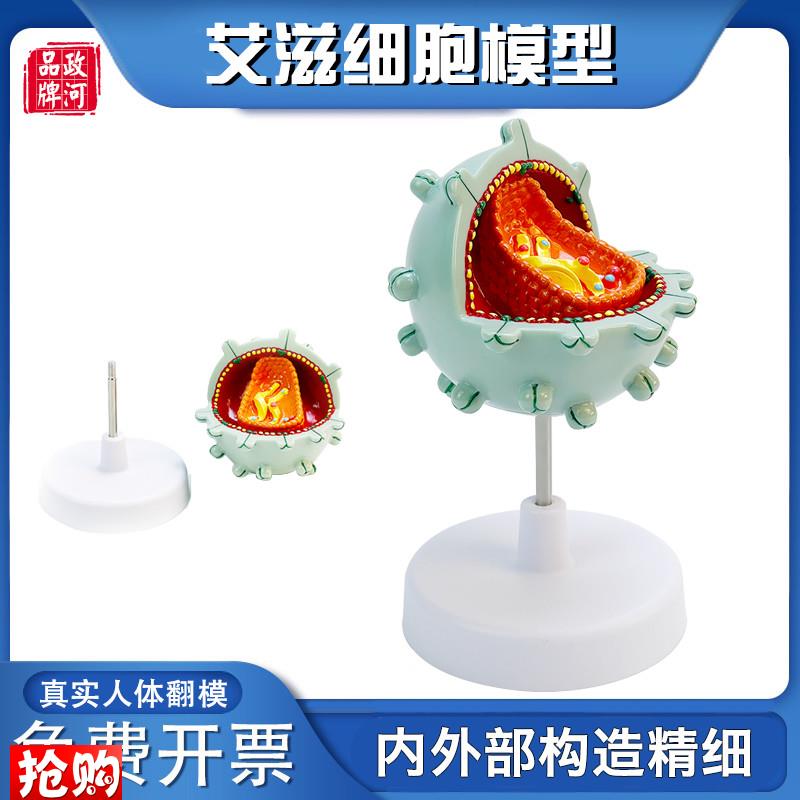艾滋病毒细胞模型结构放大解剖人体细胞病变演示模型Y教学科普讲