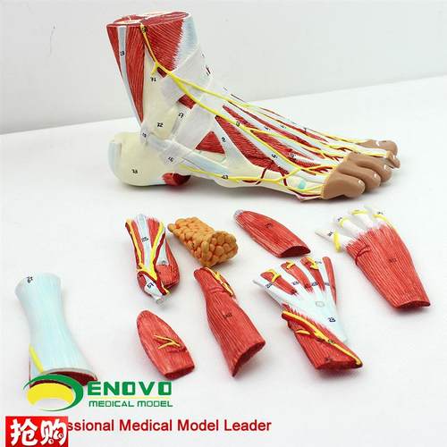 颐诺正品人体足底层次解剖v脚关节肌肉神经血管韧带模型手足外科