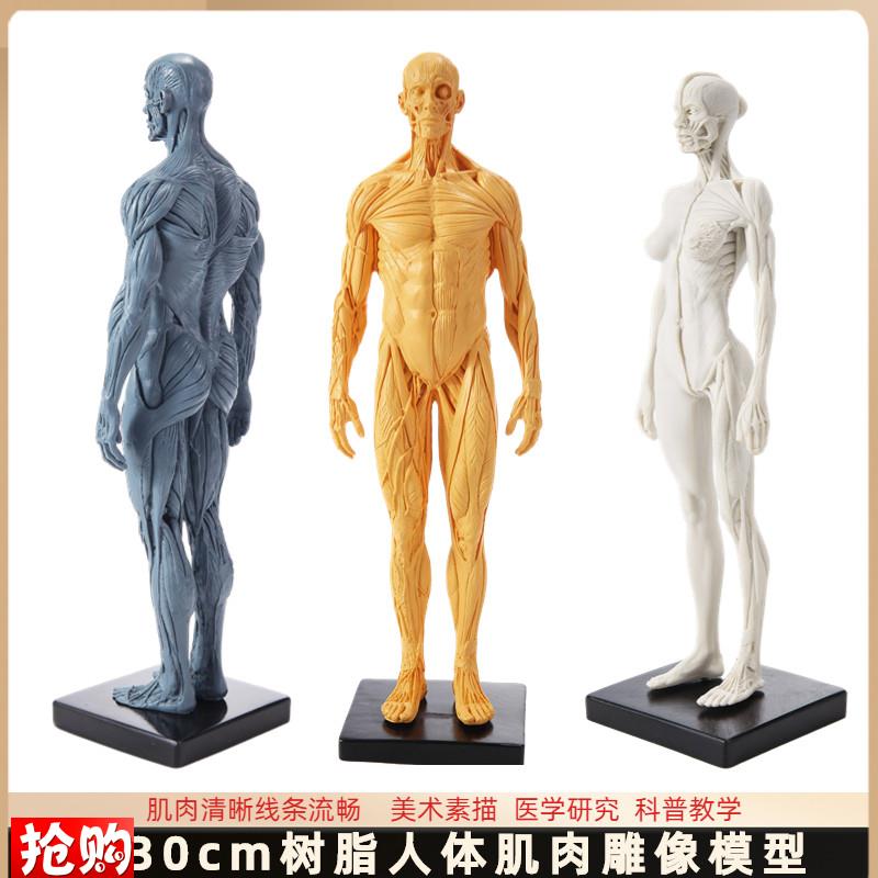 30cm雕塑艺用人体肌肉骨骼解剖结构模型美术医用参考X绘画中性推