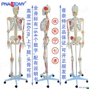 1可e拆卸拼装 仿真1 骨架模型180人体骨骼骷髅标本瑜伽教学医用正