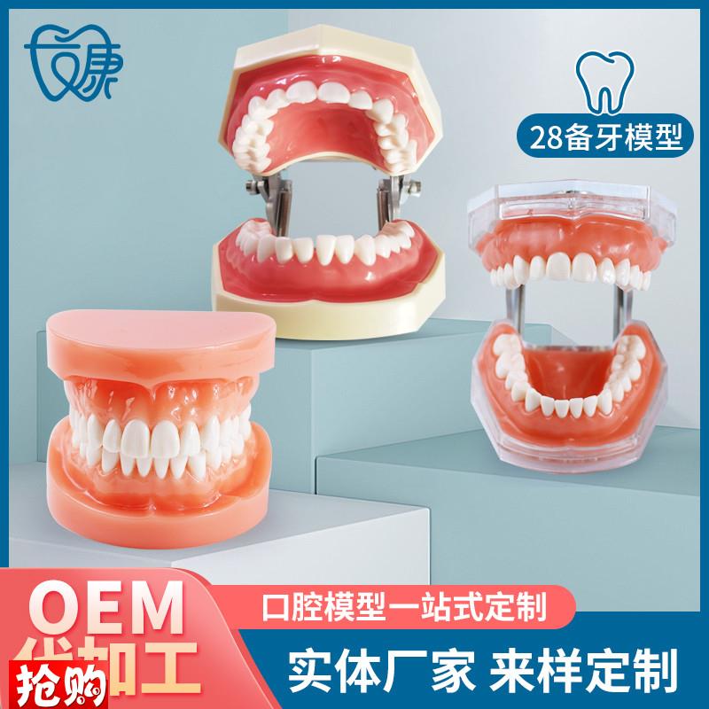 牙科全口可拆卸备牙模型软牙龈模型练习P牙齿模型送螺丝螺刀