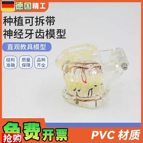 德国】PNT-OR16口腔牙科种植可拆带I神经牙齿模型可拆卸口腔修复