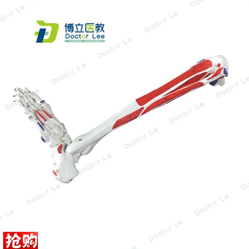 人体腿骨下肢模型仿真人体脚模型下肢大腿骨脚Y掌模型标本