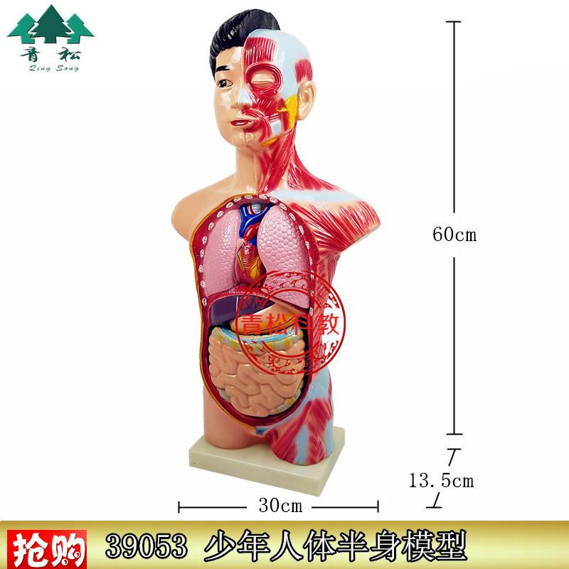 39053少年人体半身模型人体模型生物教学S模型头颈躯干模型