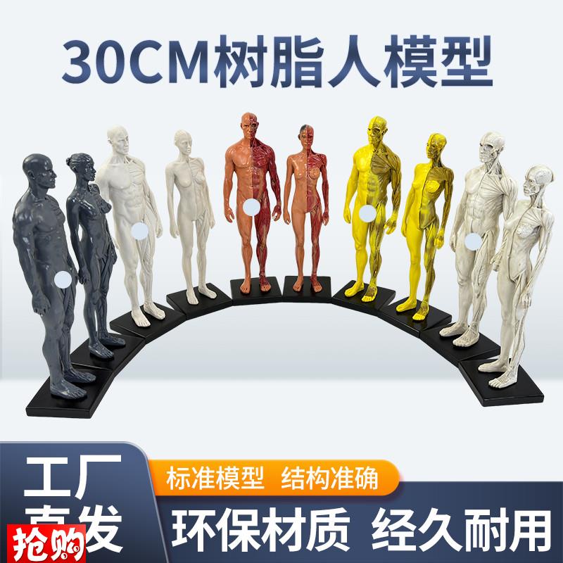 30cm艺用树脂人体模型肌肉骨骼解剖结构美术模S型CG绘画雕塑教学