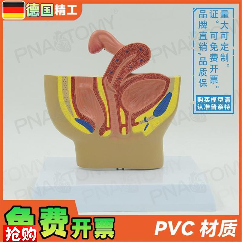 德国】女性盆腔生殖系统输卵管膀胱阴道直肠切P面解剖模型妇科计