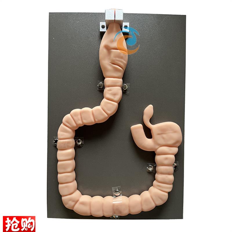 乙状结肠镜检查模型肠镜检v查演示训练教学模型自然大肠镜模型