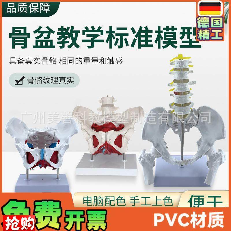 可活动女b性骨盆生殖器官模型盆腔盆底肌结构附盆底肌二节腰椎模