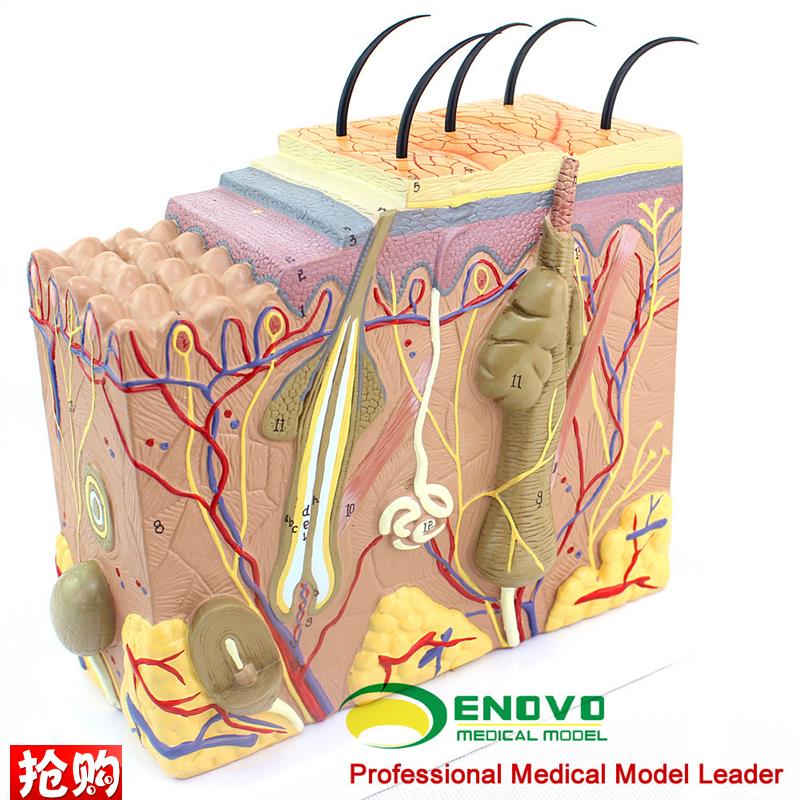 ENOVO颐诺放大版人体皮肤x组织结构解剖模型美容微整教学展示演示