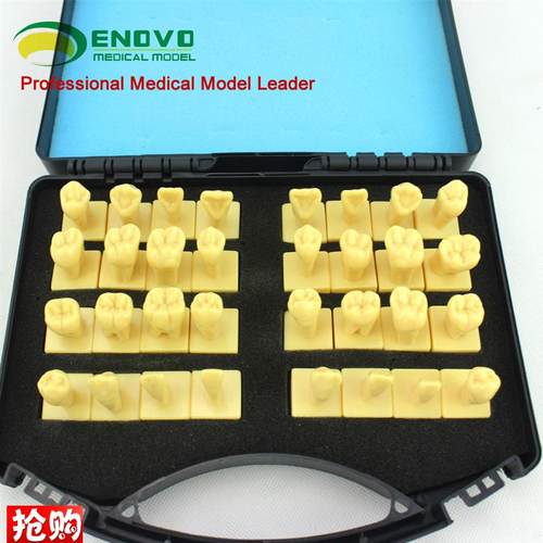ENOVO颐诺口j腔3倍雕牙指导模型牙颌面口腔教学牙体形态解剖雕刻