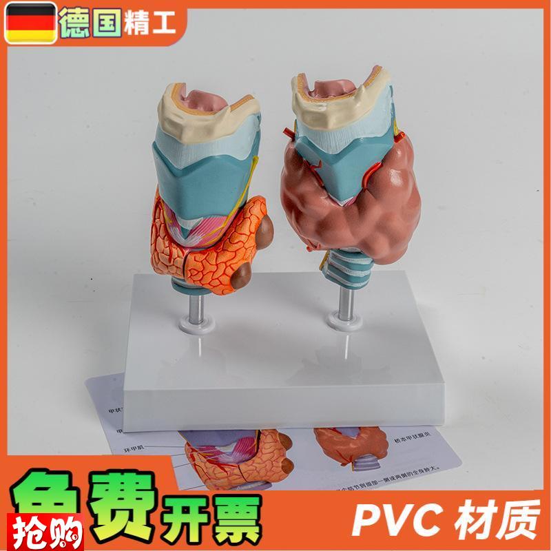 德国】人体病理甲状腺模型甲亢甲低内分I泌系统医学解剖甲状腺喉