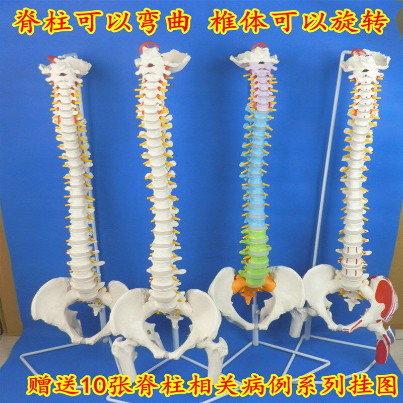 人体脊柱神经成人脊椎模型彩色正骨医用I骨骼教学骨架仿真可拆椎