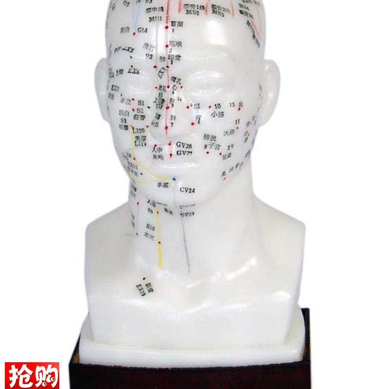 人体针灸穴位模型头部模型头模头针模型头部针灸模.型20cm