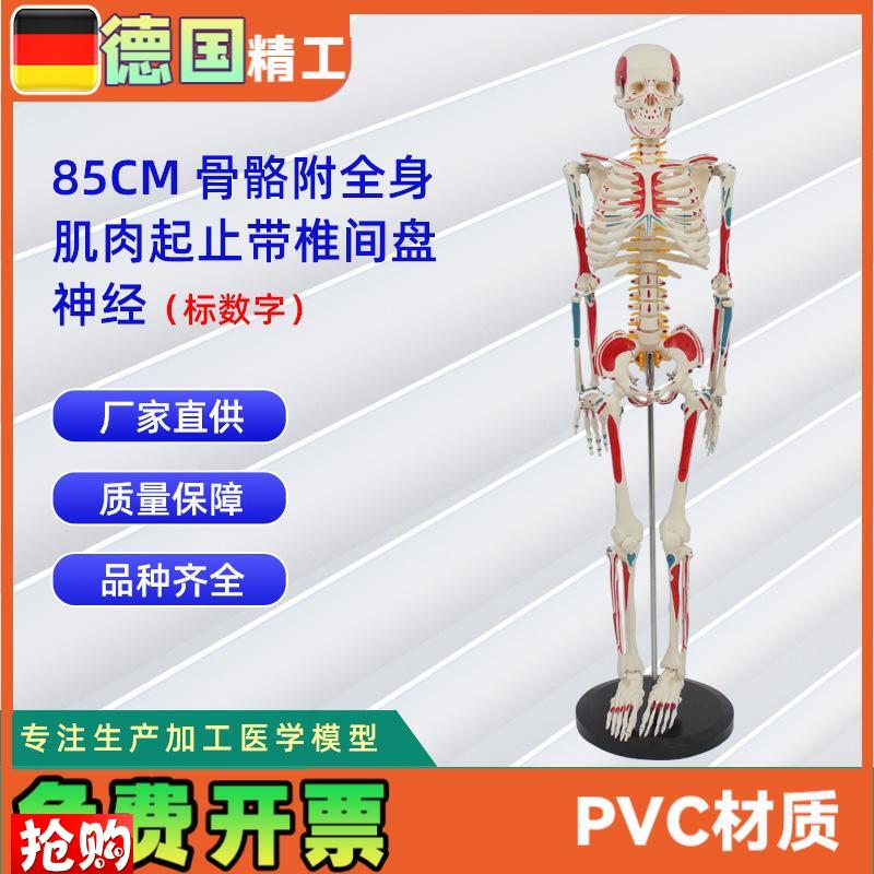85CMa附全身肌肉起止带椎间盘神经骨骼模型标数字人体骨骼模型教