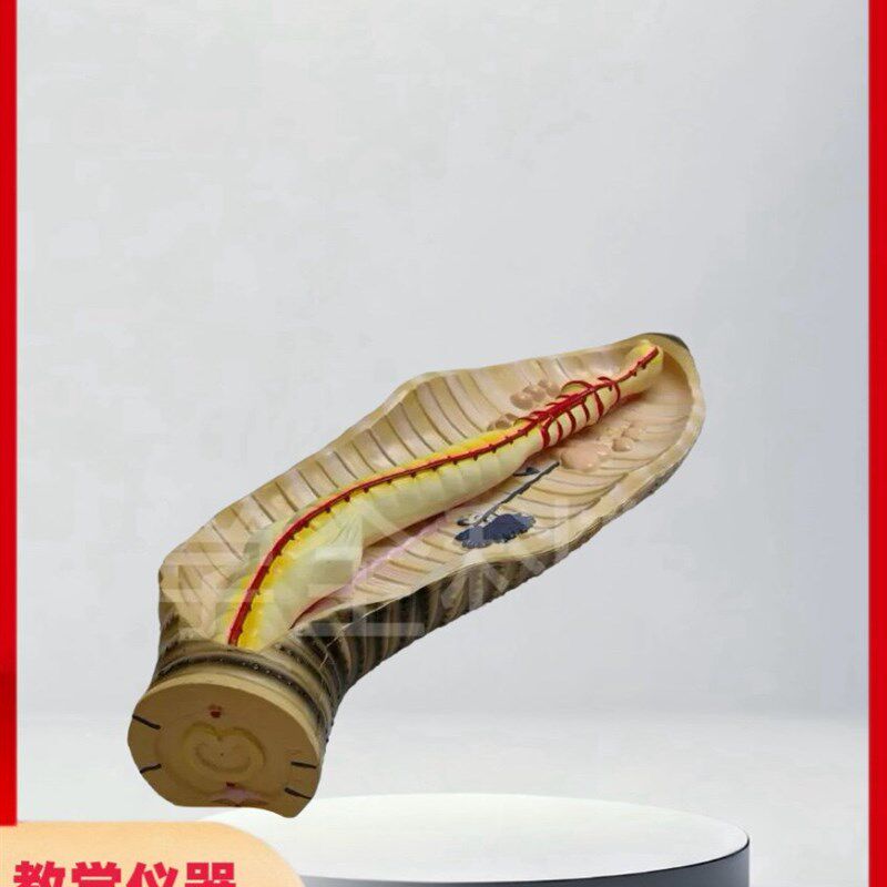 蚯蚓解剖模型蚯蚓结构初高中生物教学器具L教学仪器实验器材 教具