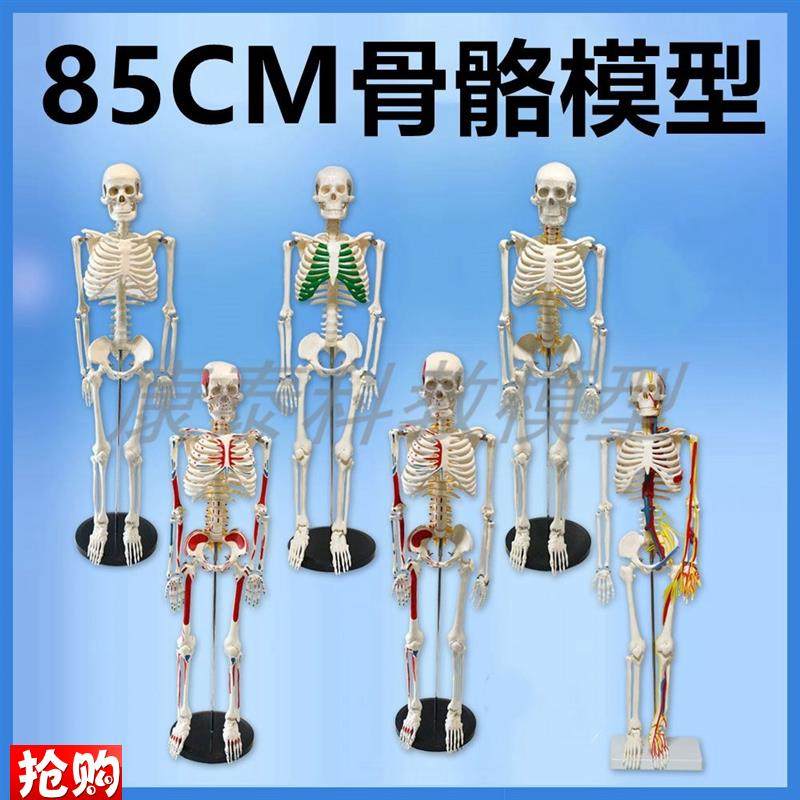 热卖款人体骨骼模型85厘米骨架带C神经四肢关节活动瑜伽机构培训