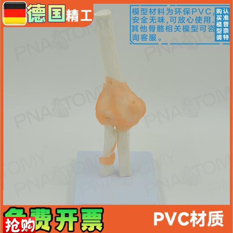 人体肘关节模型人体骨骼E模型骨关节模型运动系统