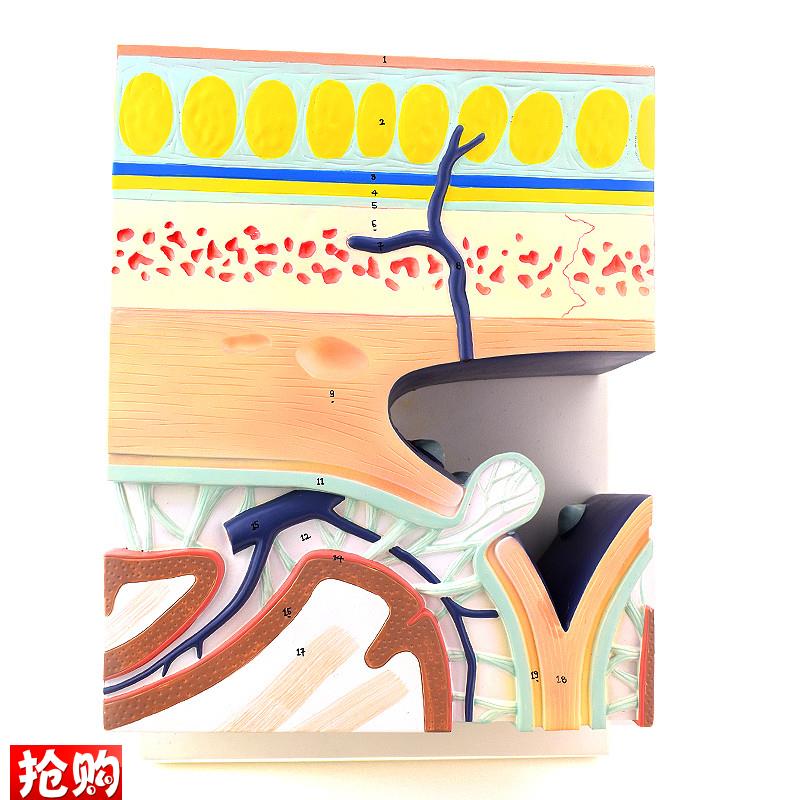 ENOVO颐诺颅底模型人体头颅骨模型硬脑K膜窦头皮层次解剖结构头皮