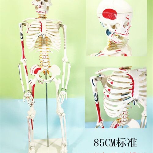 85CM支柱式人体骨骼u模型神经肌肉起止骨架瑜伽教学医学用