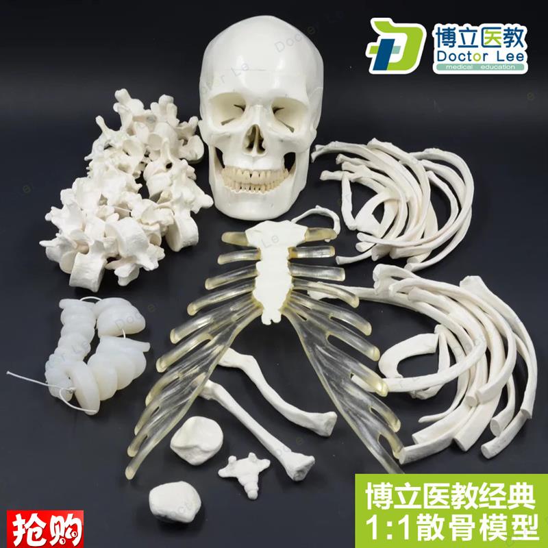 人体全身散d骨模型170CM真人仿真骨骼骨科骨架模型艺用正骨教学