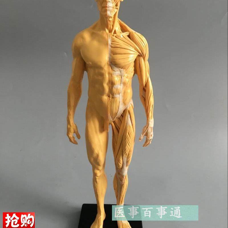 30cmb艺用人体模型肌肉骨骼解剖人体结构美术模型CG绘画雕塑教学