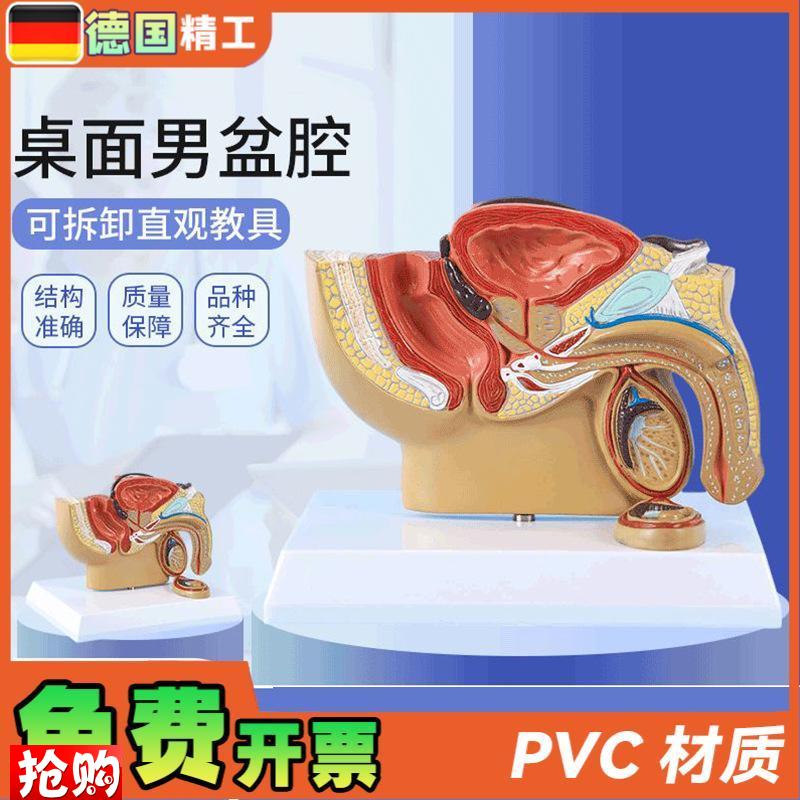 德国】男性盆腔前列腺泌尿生殖系统睾丸切K面解剖模型男科计生展