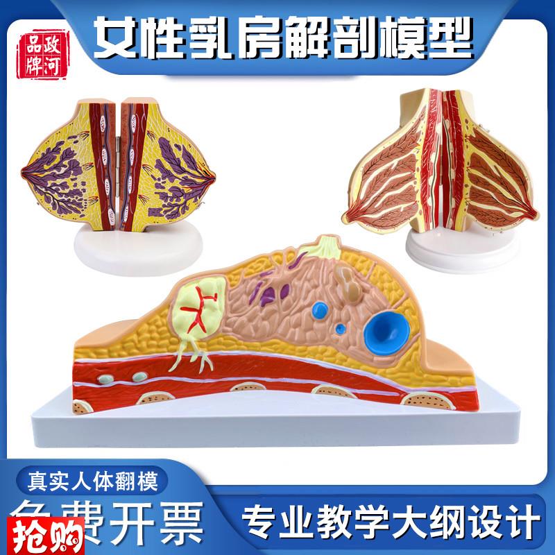 政河女性乳房结构模型病理静x止期哺乳期假义乳人体器官结构教学
