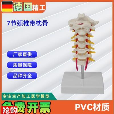 自然大7c节颈椎带枕骨模型颈椎医用教具教学模型直销