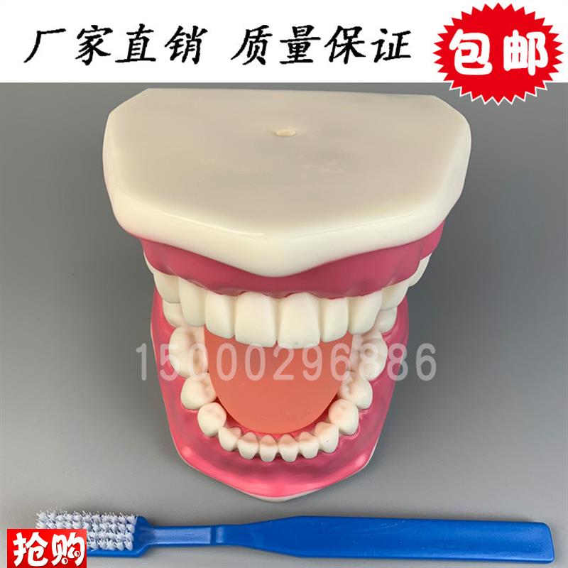 牙保健模型大号j口腔医学护理刷牙指导儿童牙列牙齿教学模型