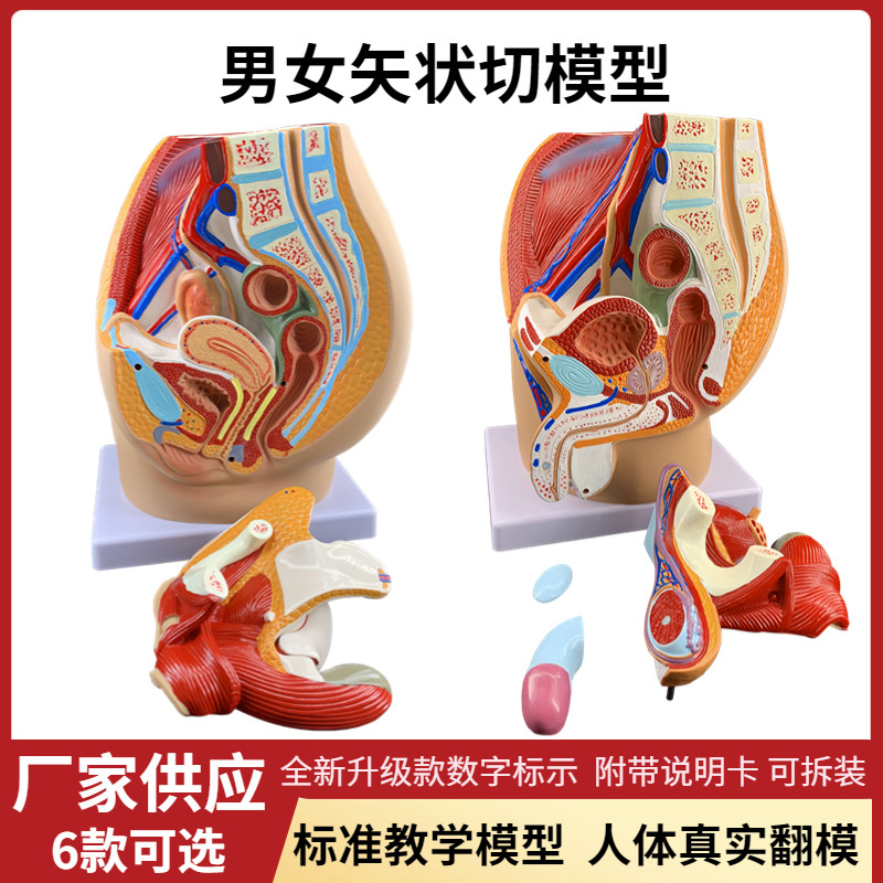 男女性生殖系统器官解剖模型医学教学矢状切人体子宫盆.腔泌尿仿