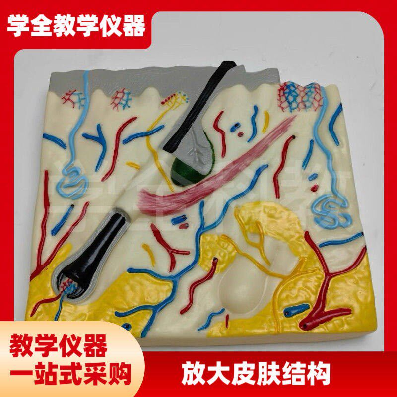 放大皮肤毛发结构解剖人体模x型组织层次构造毛囊立体生物医学教