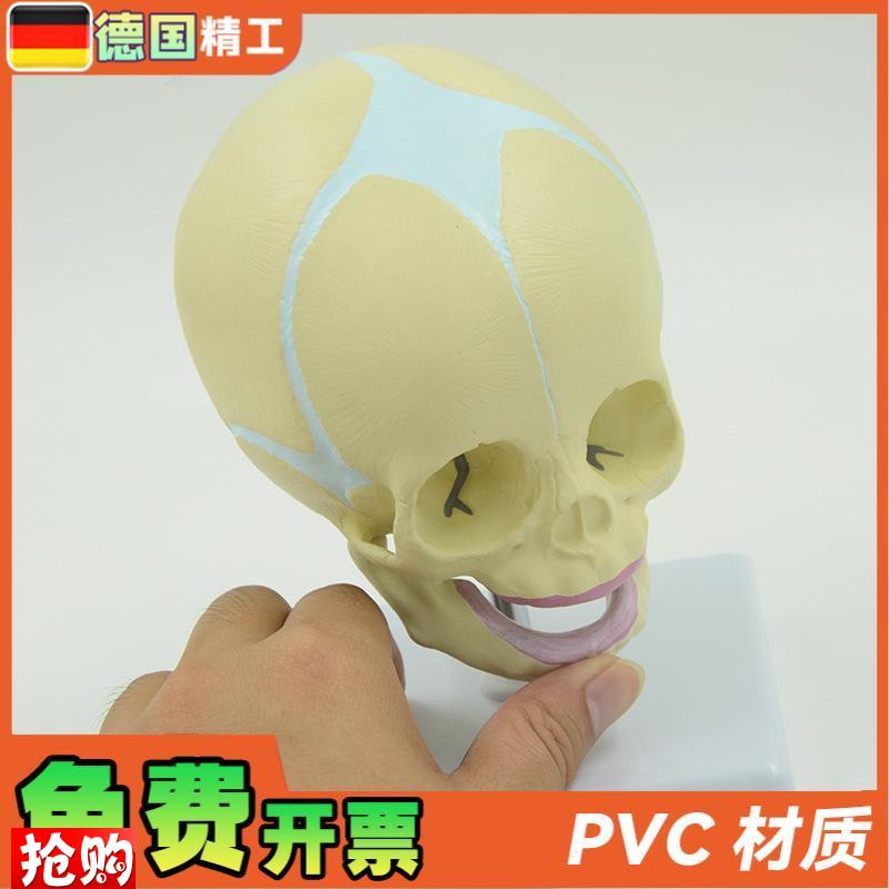 德国】婴儿头颅模型幼儿头骨模型儿科小型头颅骨带V底座可旋转骨