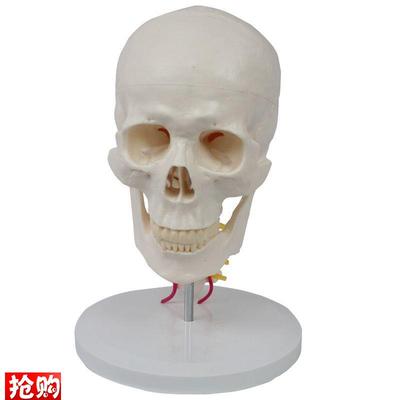 瑞泰模型1比1成人n头骨带颈椎颅骨模具口腔牙科下颌骨素描美术艺