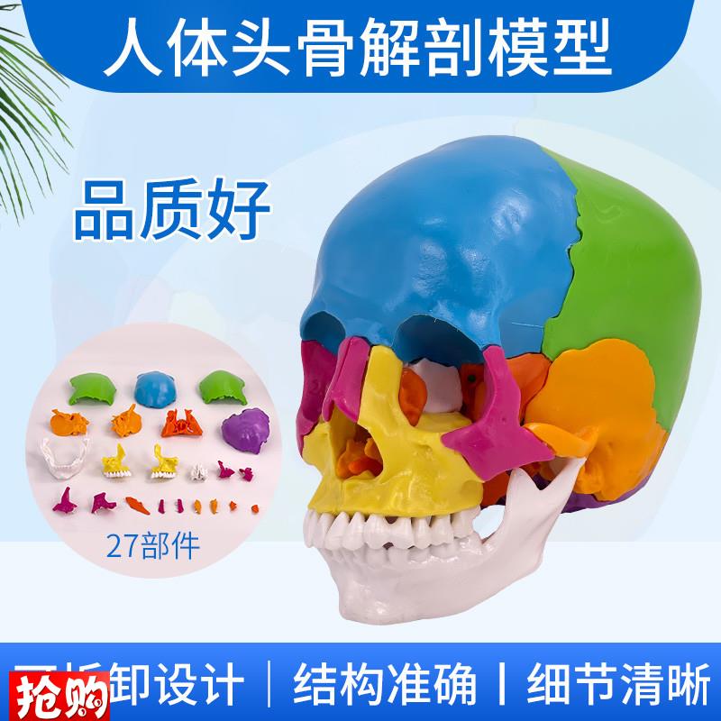 可拆分22件1比1真人大小彩色头骨模型颅骨解R剖医用美容口腔牙科