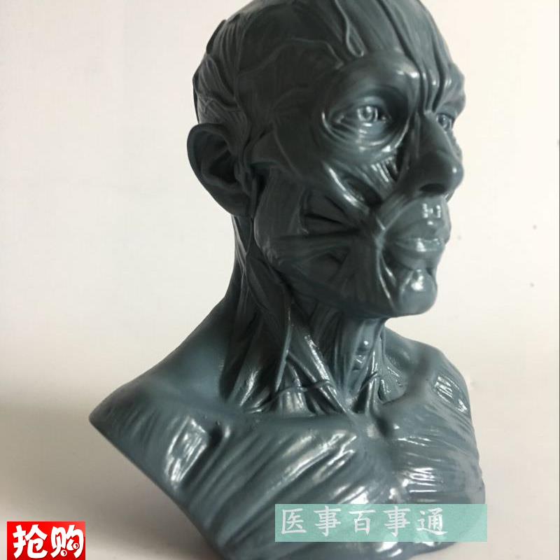 设计绘画CG参考医用头骨u胸像艺用人体肌肉骨骼解剖结构模型美术