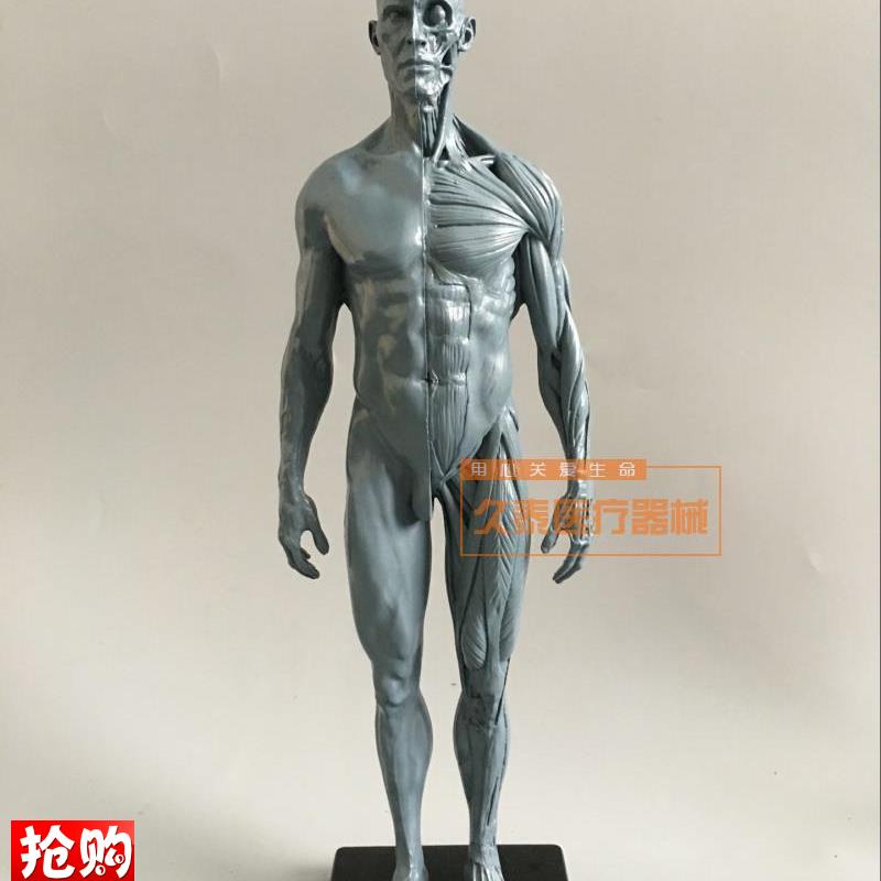 绘画美术艺用人体模型雕塑设计医A用CG参考肌肉骨骼解剖模型高质