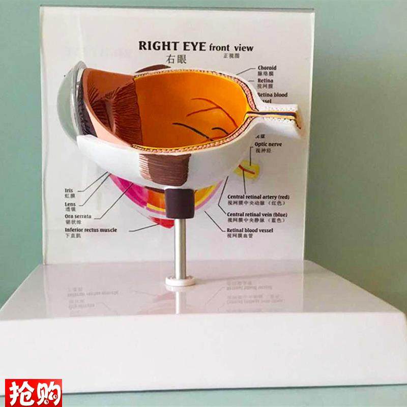 眼睛模型晶片虹膜器官解剖人体教D学教仪医用医学教学教具包邮