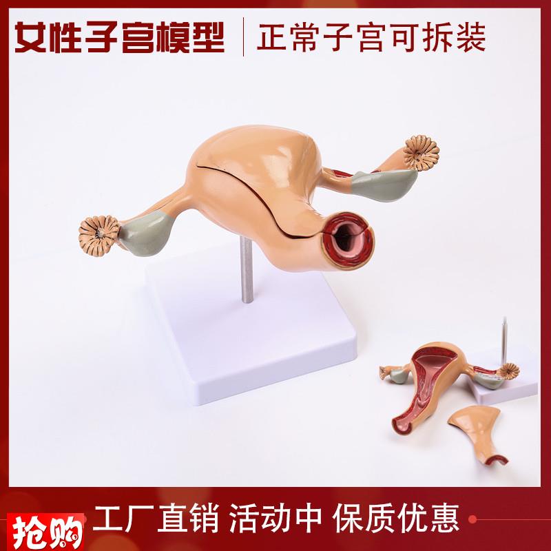 医用女性内生殖器官o解剖模型子宫卵巢生殖结构妇科模型子宫教具