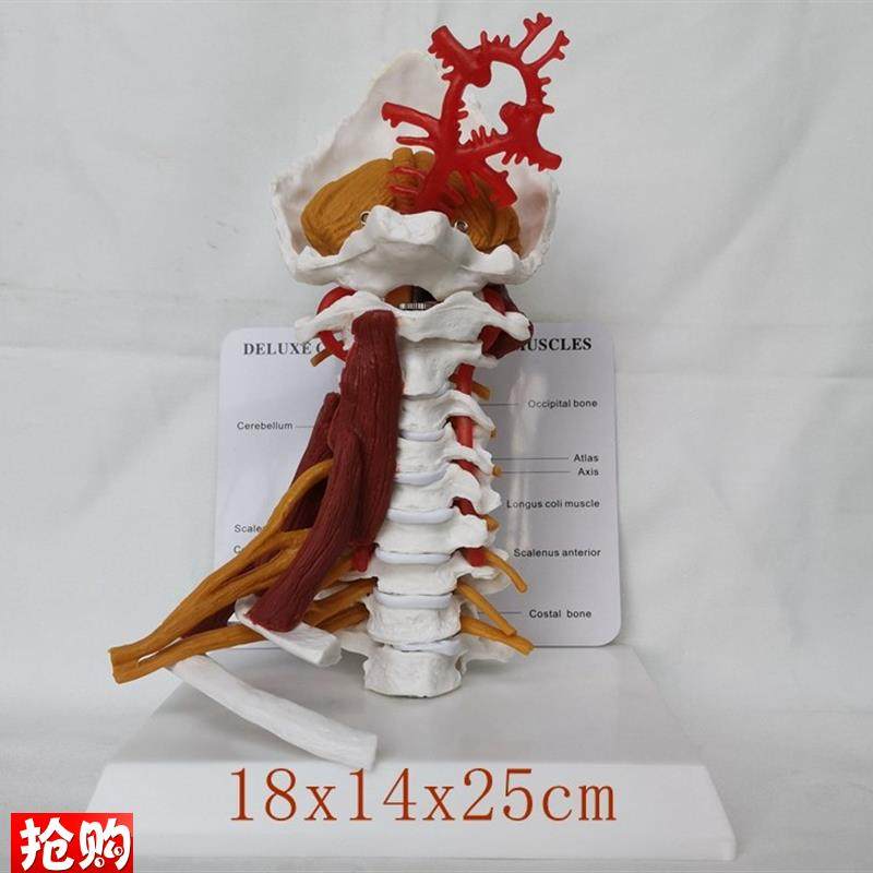 包邮人体颈椎带神经o肌肉骨骼模型颈动脉后枕骨教学医用讲解展示