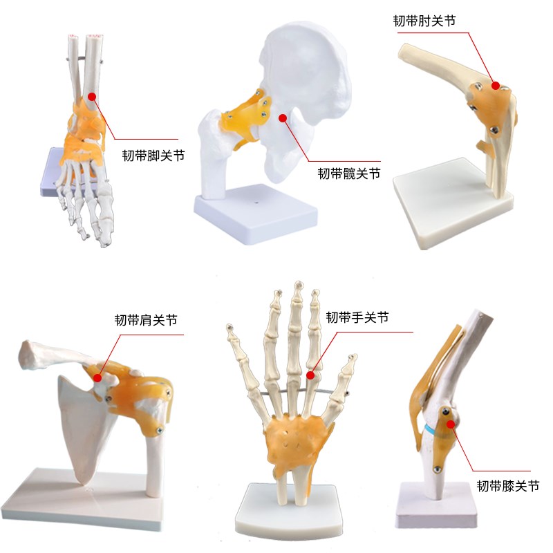人体关节骨骼手肘腕脚踝q骨肩膝关节髋骨科附韧带医学教学玩具模