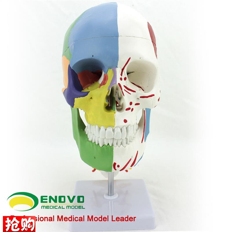 ENOVO颐诺医学用人体头骨模型颅骨模型M头骨分区肌肉模型神经骨