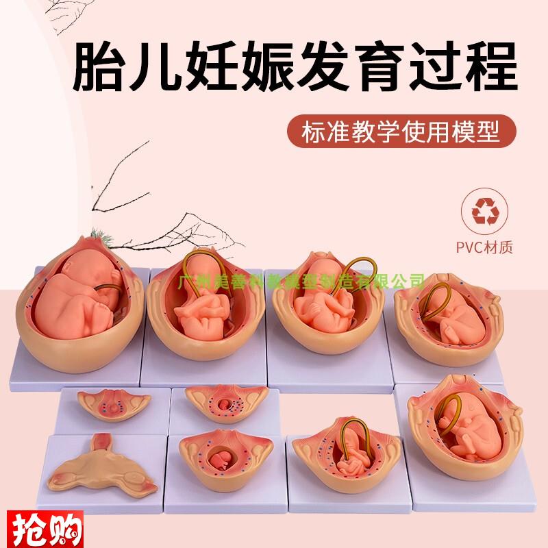 人体胚胎发育模型妊o娠胚胎发育过程怀孕十月胎儿模型10部件版