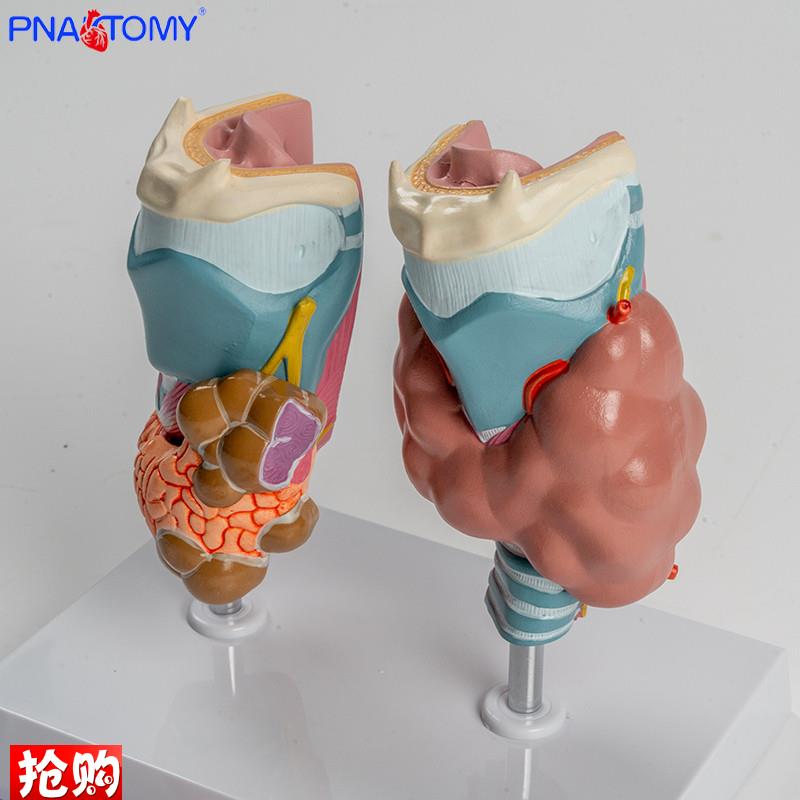 人体喉部解剖模型肌肉软骨组织结构鼓膜T咽鼓管喉腔声带