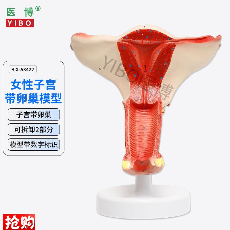 医博BIX-A3422正常子宫模型女性子宫模型医用教具J女性内外生殖器