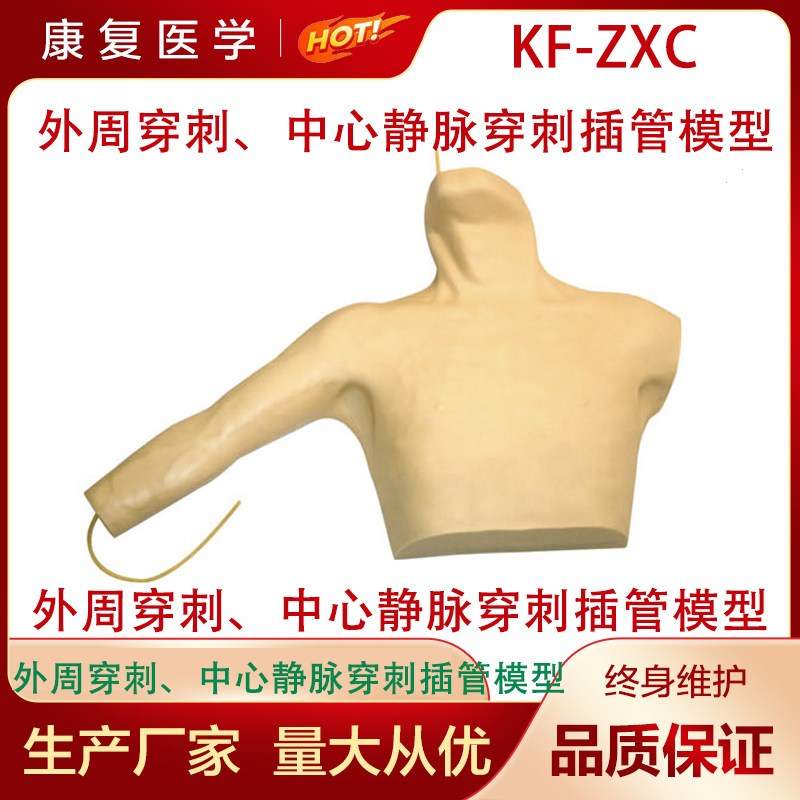 厂家直销 医学教学 急救模型 外周穿刺O中心静脉穿刺插管模型