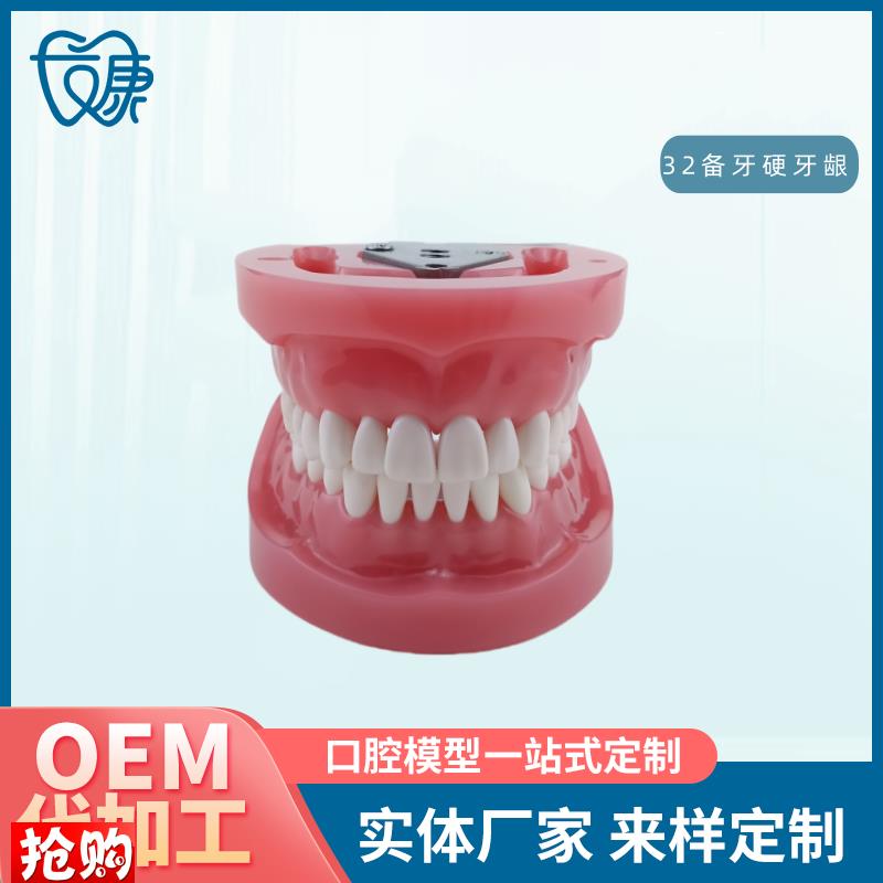 牙科全口可拆卸i备牙模型软牙龈模型练习牙齿模型送螺丝螺刀